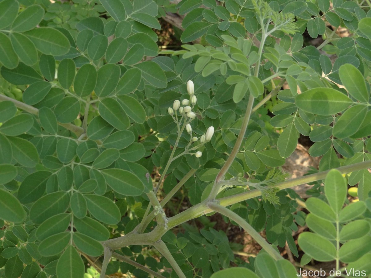 Moringa oleifera Lam.